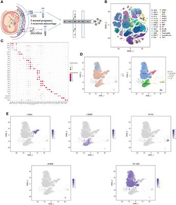 Identification and validation of a signature based on macrophage cell marker genes to predict recurrent miscarriage by integrated analysis of single-cell and bulk RNA-sequencing